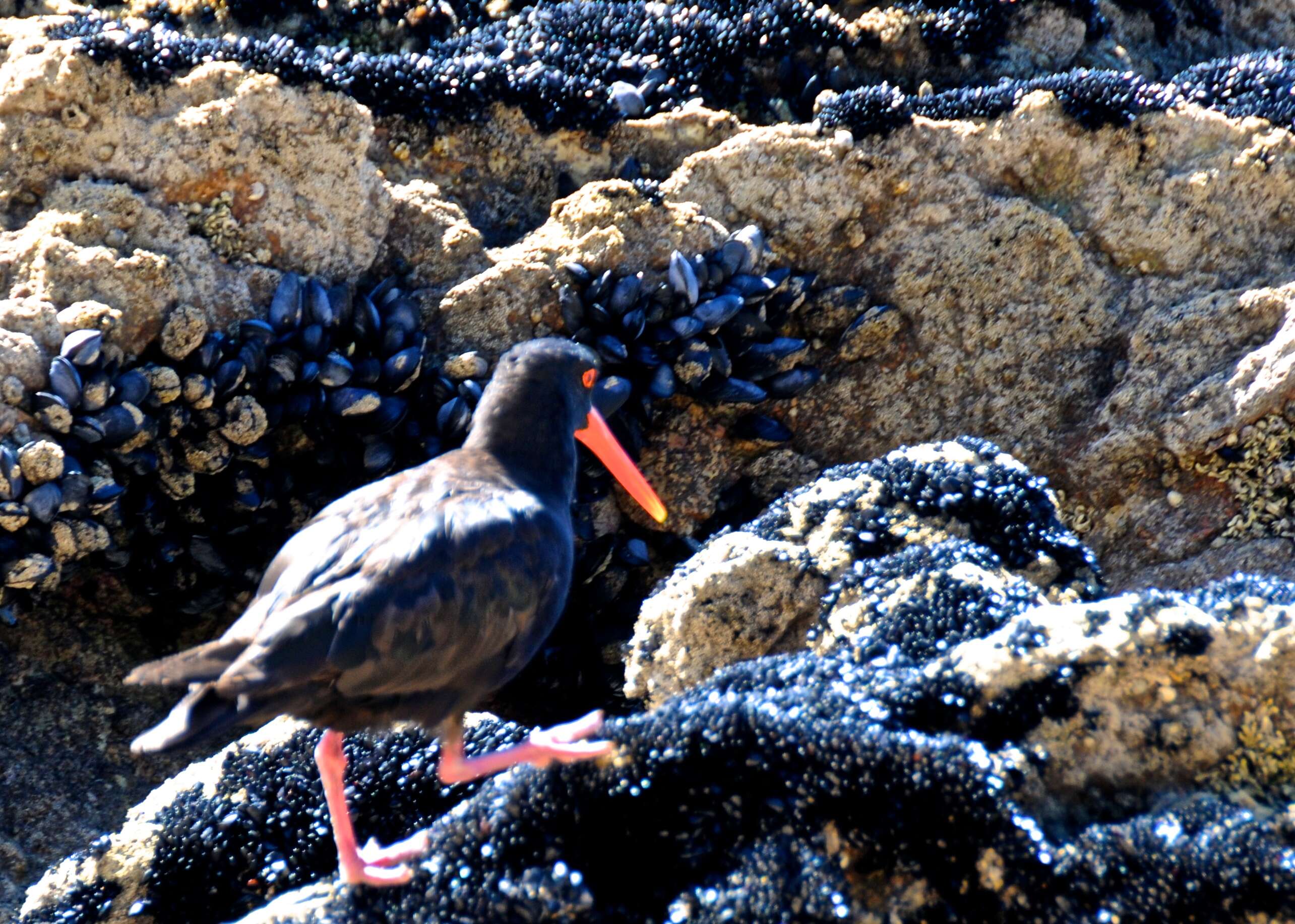 Imagem de Haematopus unicolor Forster & JR 1844