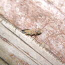 Image of Leafhopper