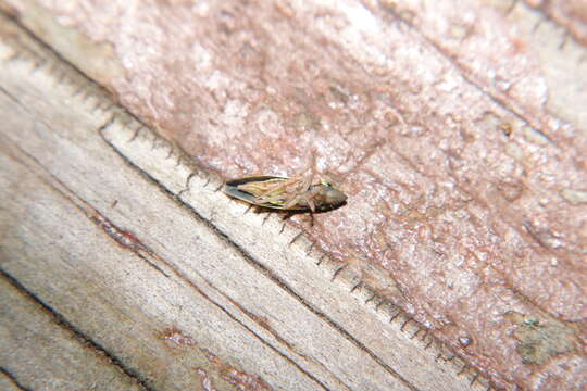 Image of Leafhopper