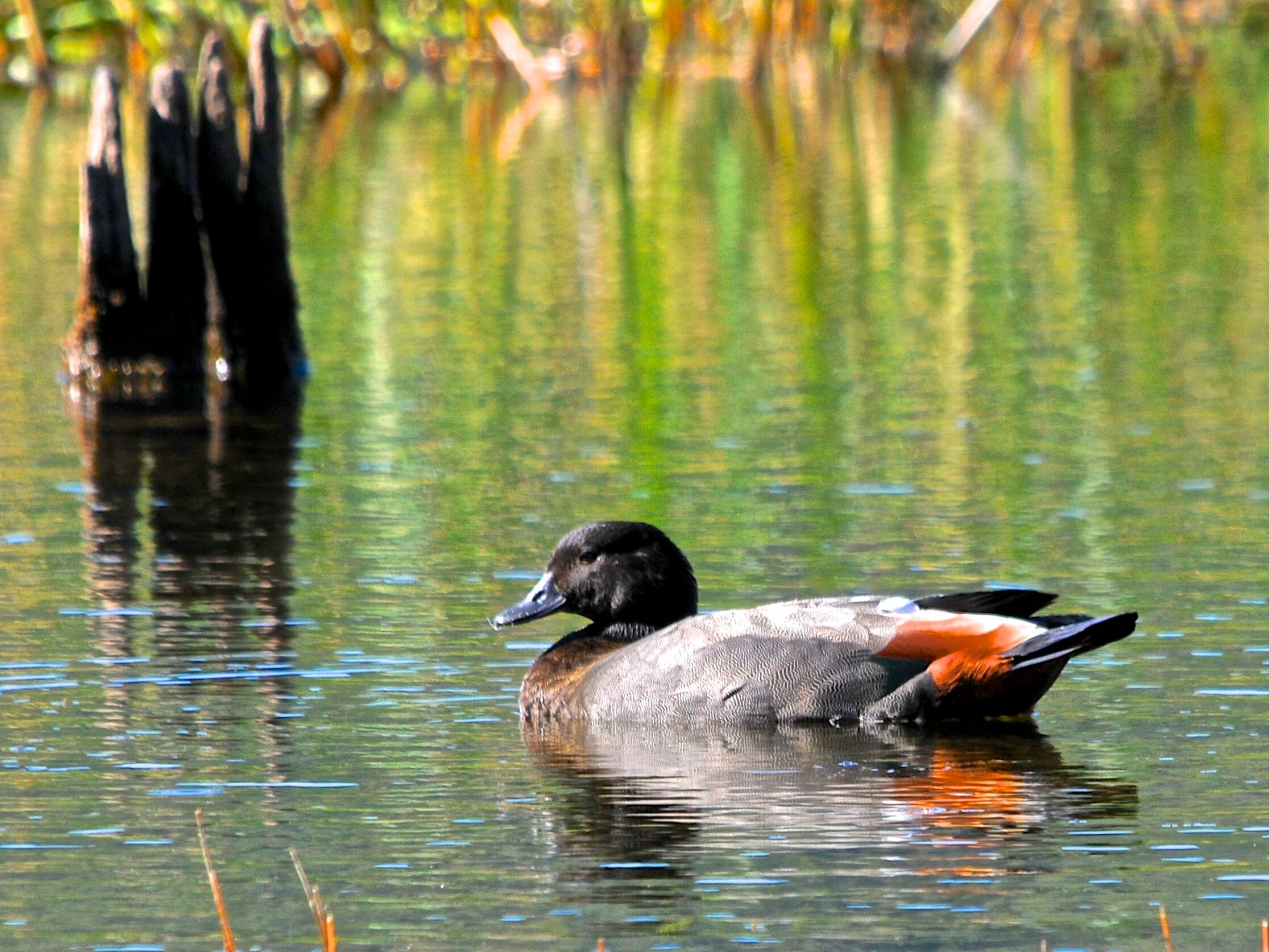 Image of Paradise Shelduck