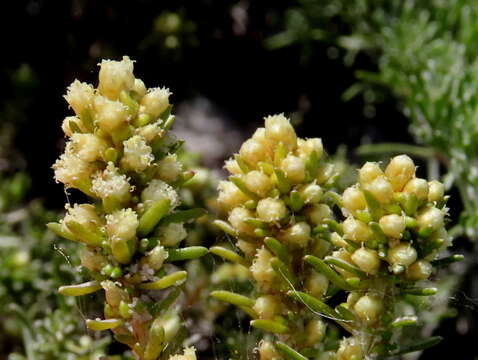 Image of Trichogyne repens (L.) A. A. Anderberg