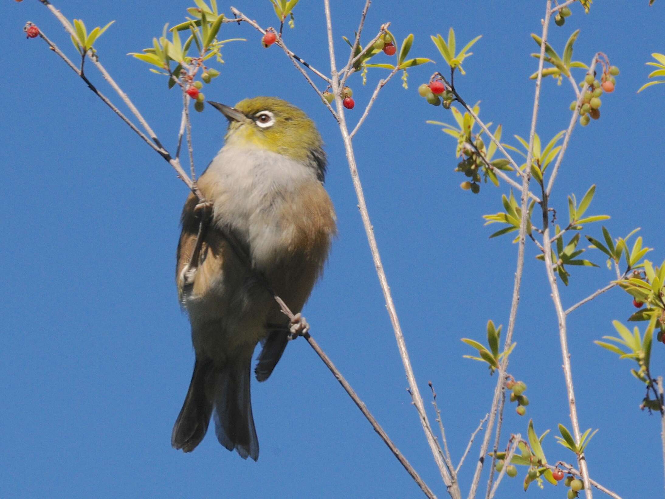 Image of Silvereye