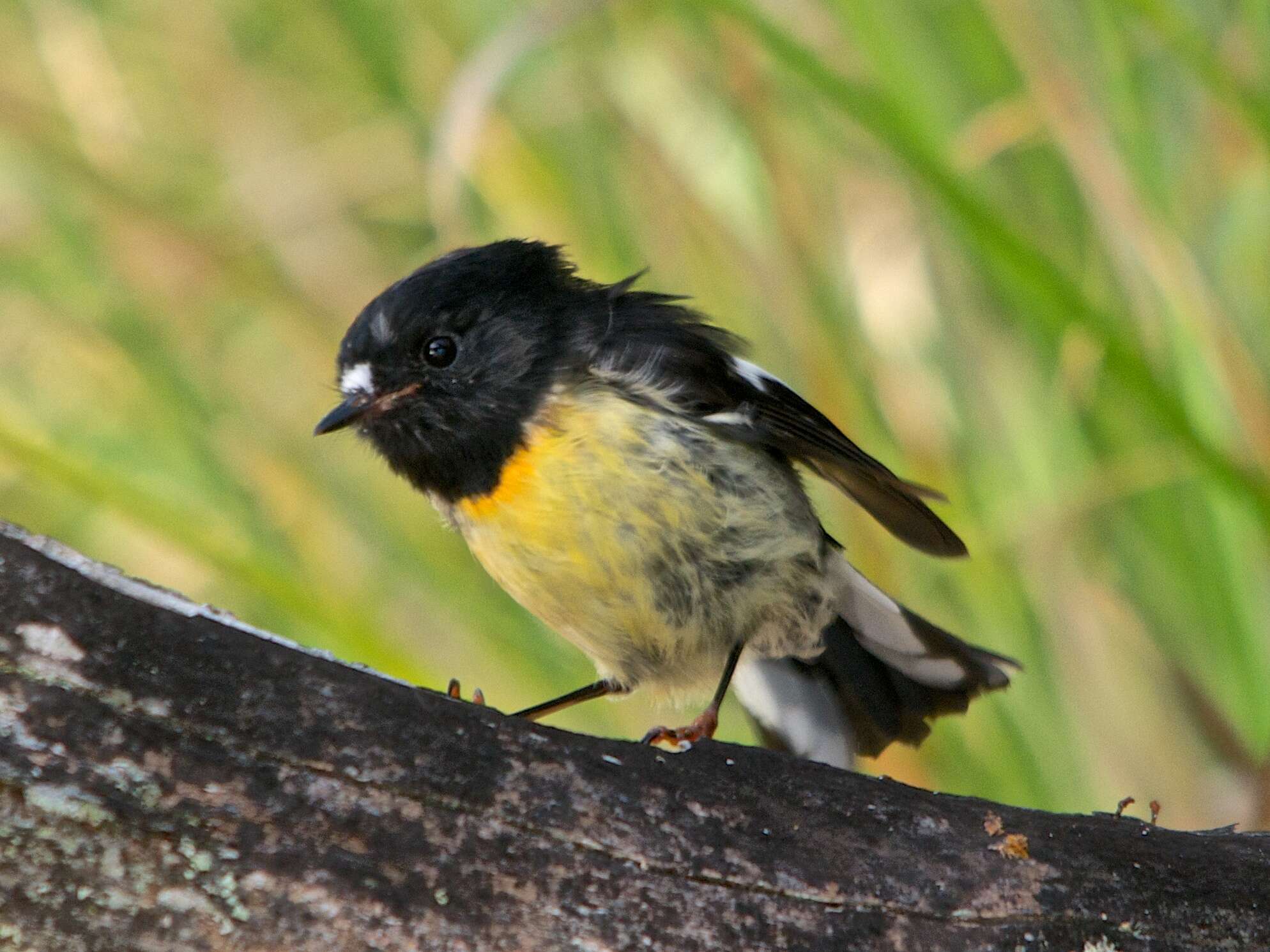 Image of New Zealand Tomtit