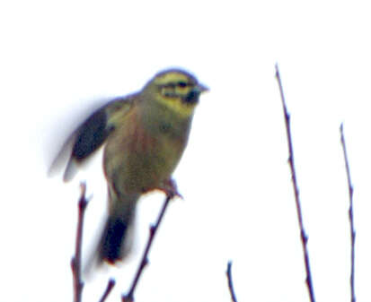 Image of Cirl Bunting