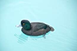 Image of New Zealand Scaup