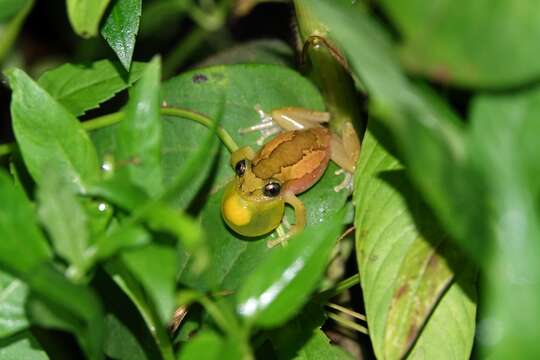 Imagem de Afrixalus dorsalis (Peters 1875)