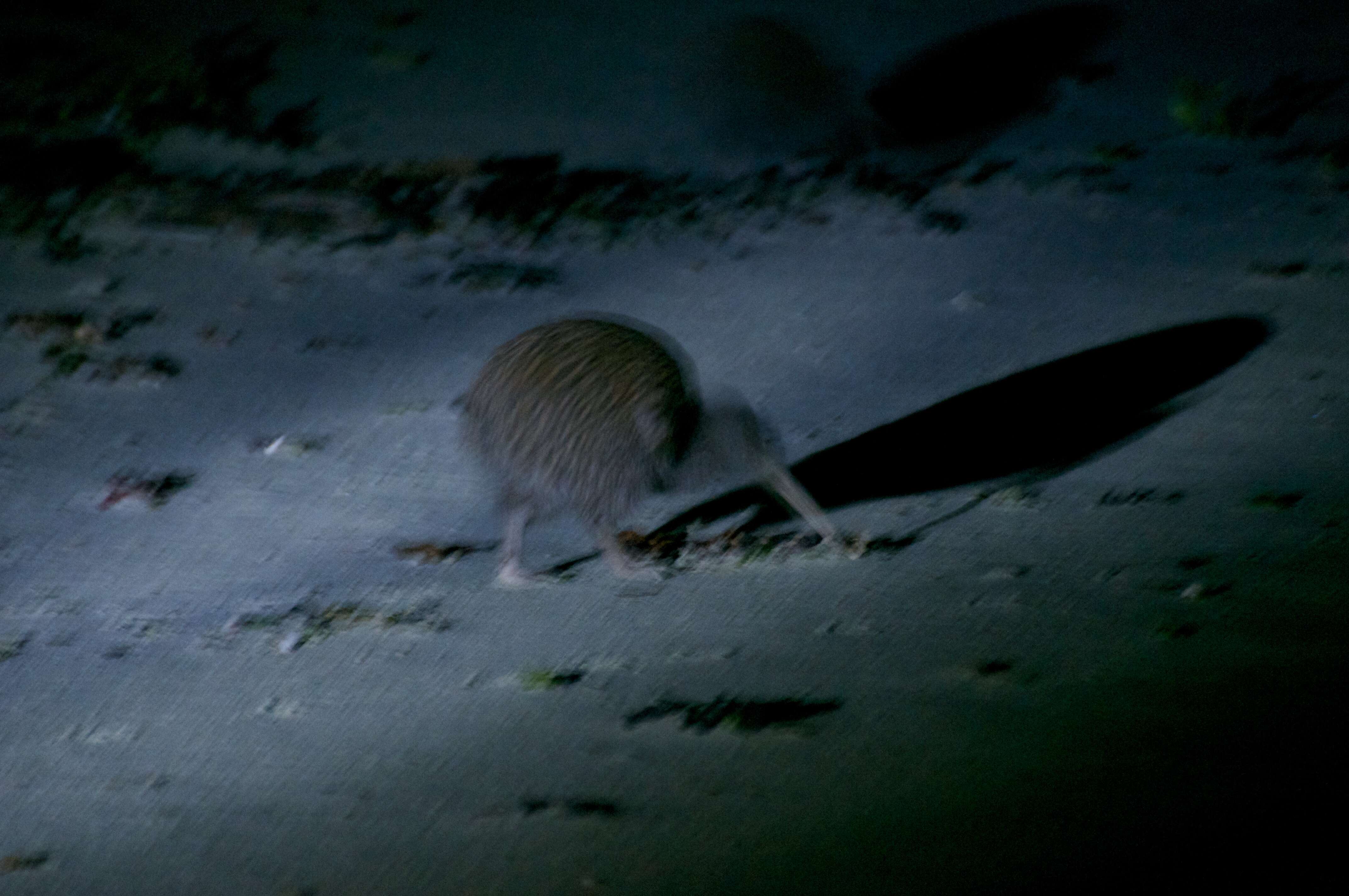 Image of Southern Brown Kiwi