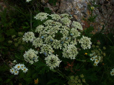 صورة Heracleum sphondylium subsp. elegans (Jacq.) Schübl. & G. Martens