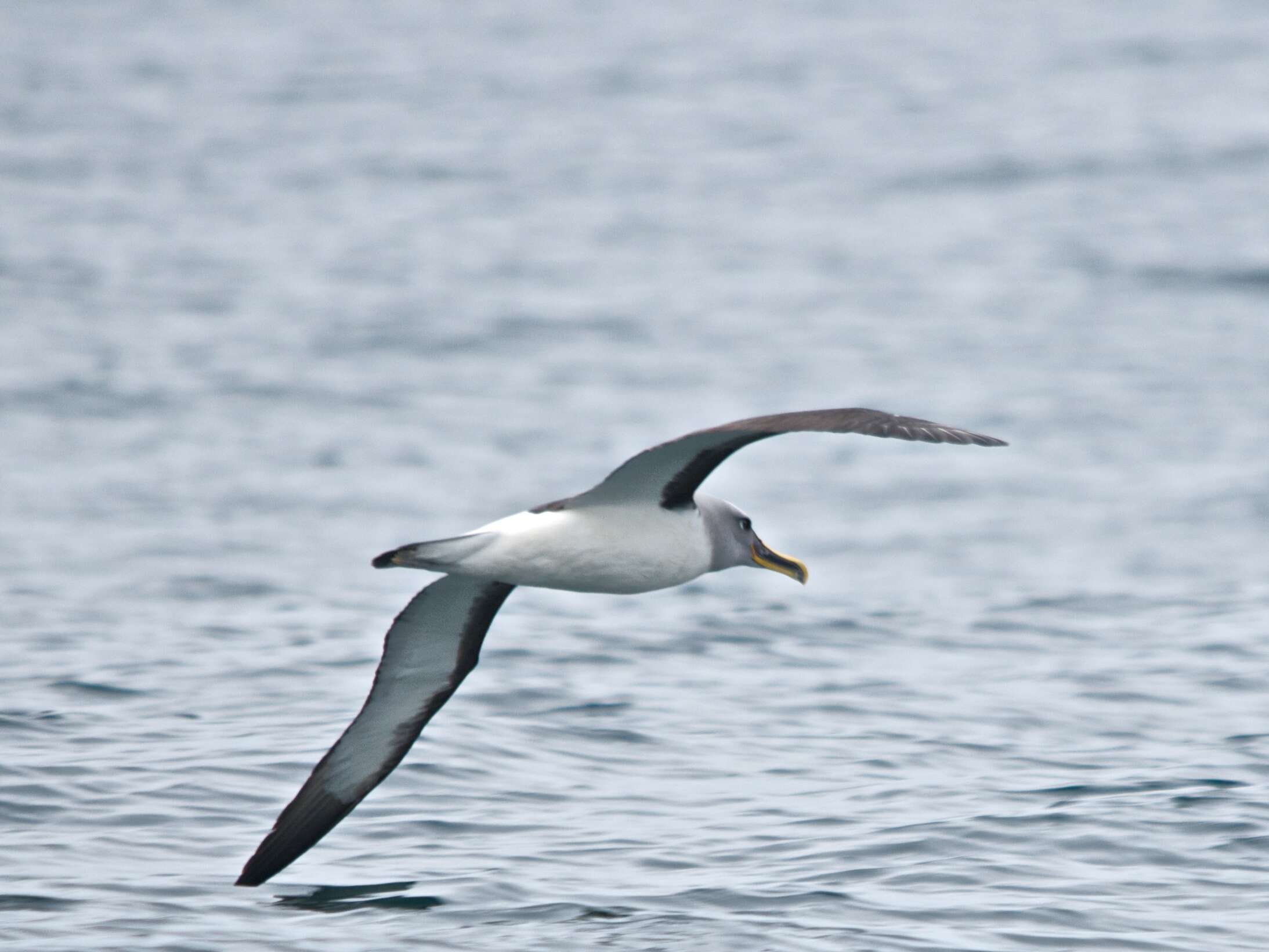 Image of Buller's Albatross
