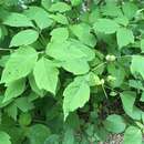 Image of Boxelder Gall Midge