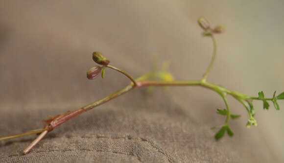 Imagem de Helosciadium inundatum (L.) Koch