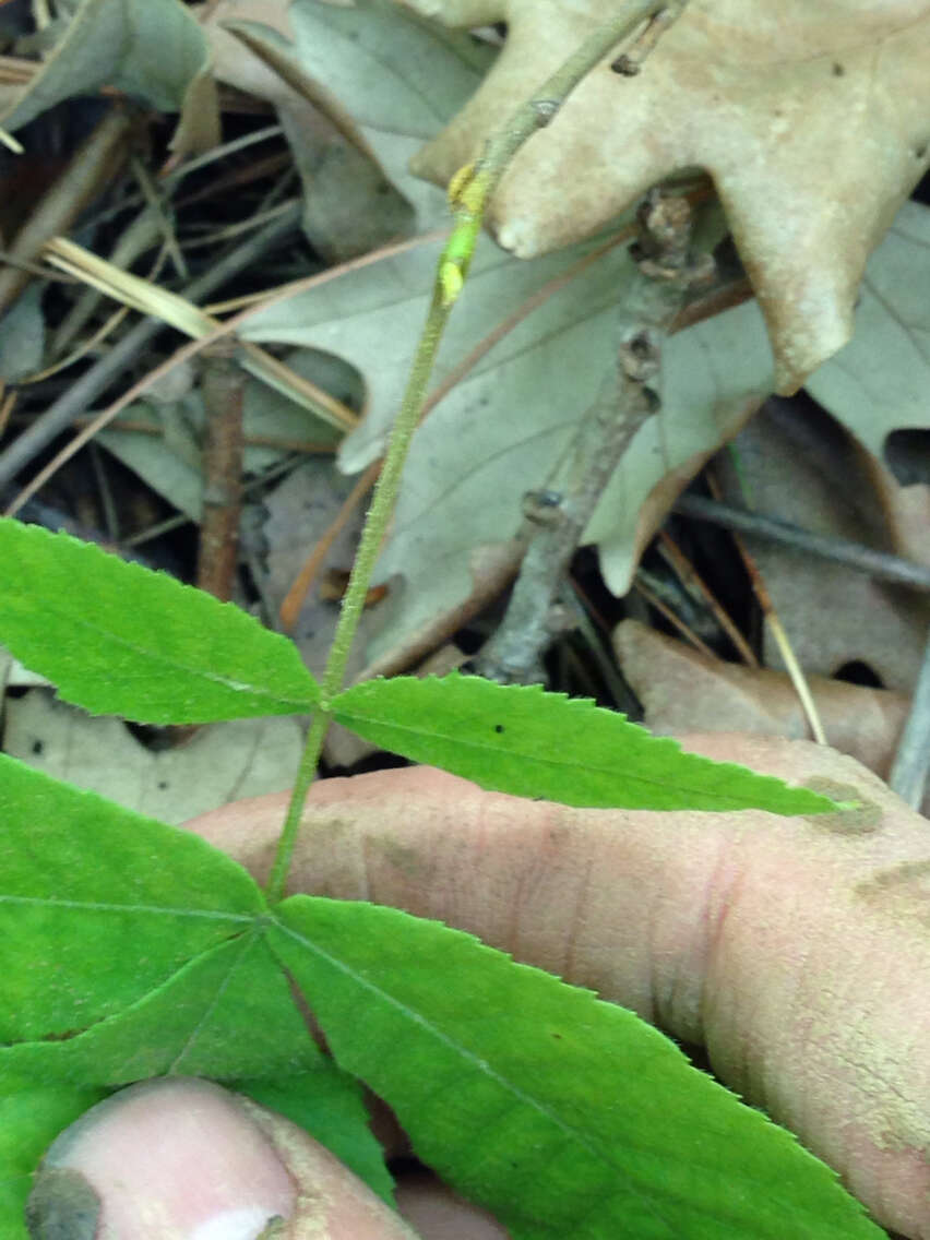 Image of bitternut hickory