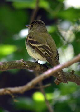 Image of Acadian Flycatcher