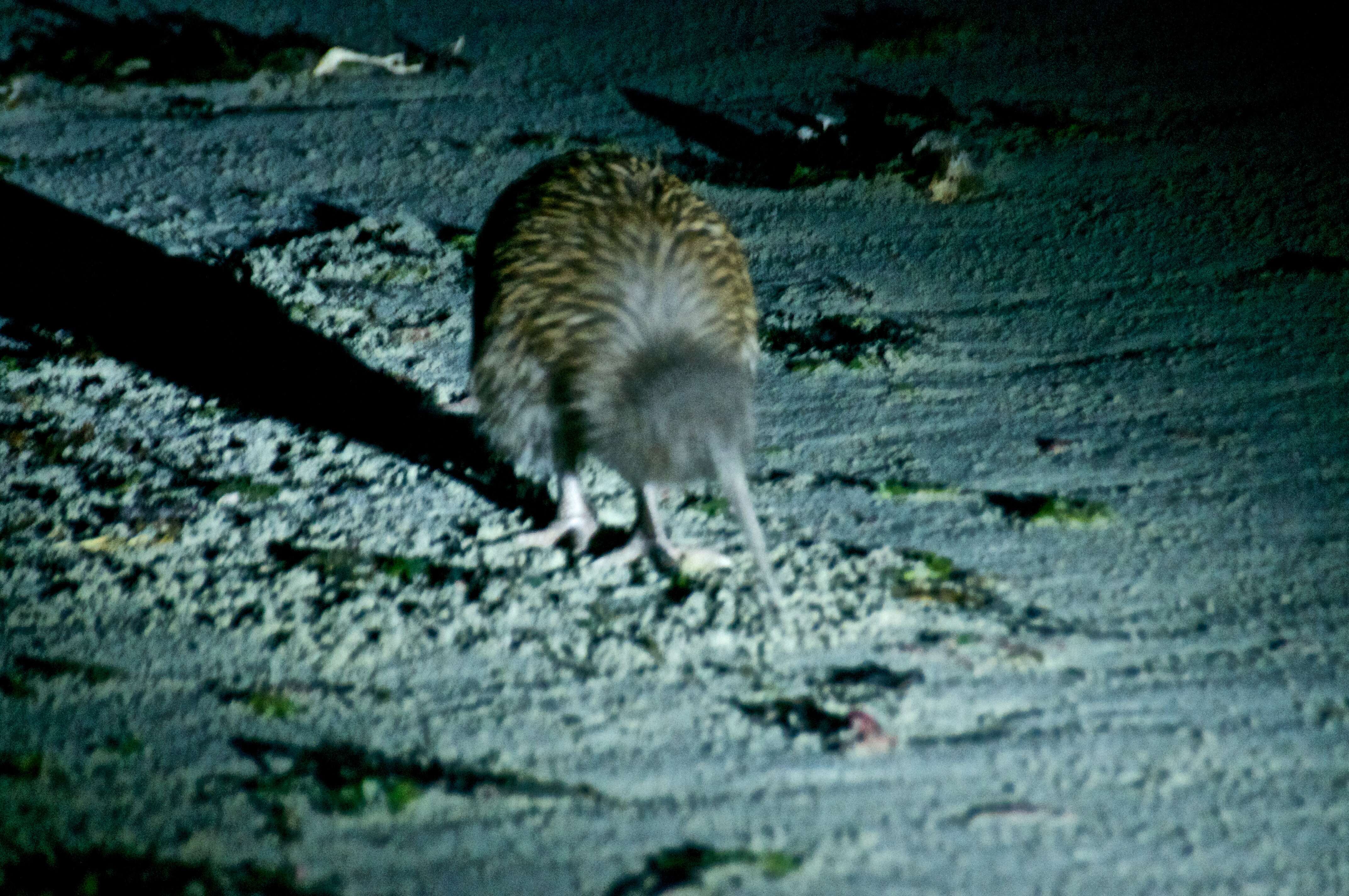 Image of Southern Brown Kiwi