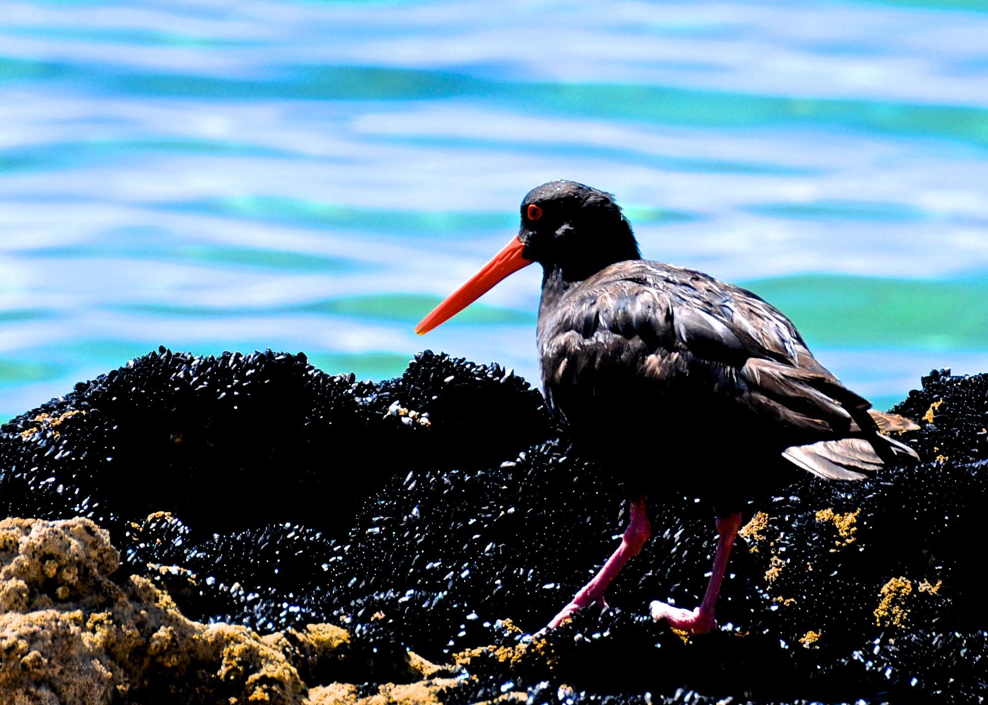 Imagem de Haematopus unicolor Forster & JR 1844