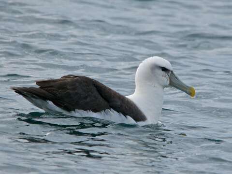 Image of White-capped Albatross