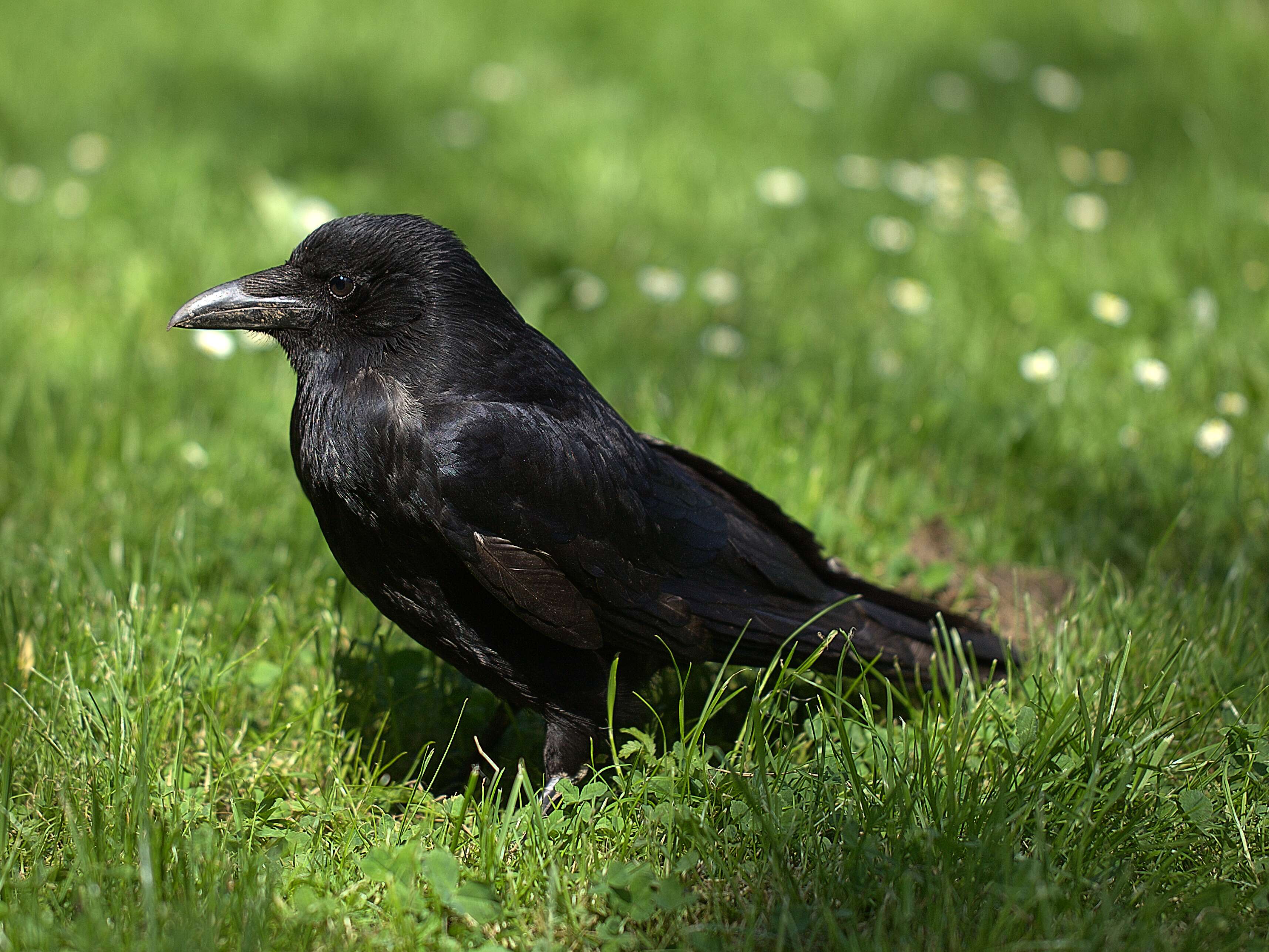 Image of Carrion Crow