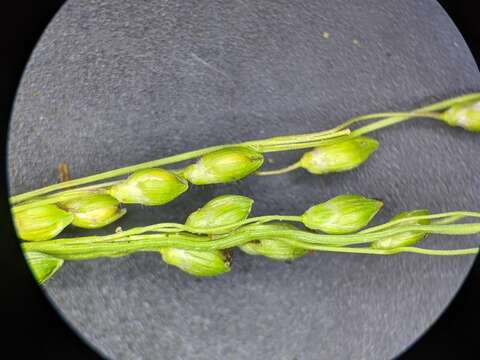 Imagem de Panicum linearifolium Scribn.