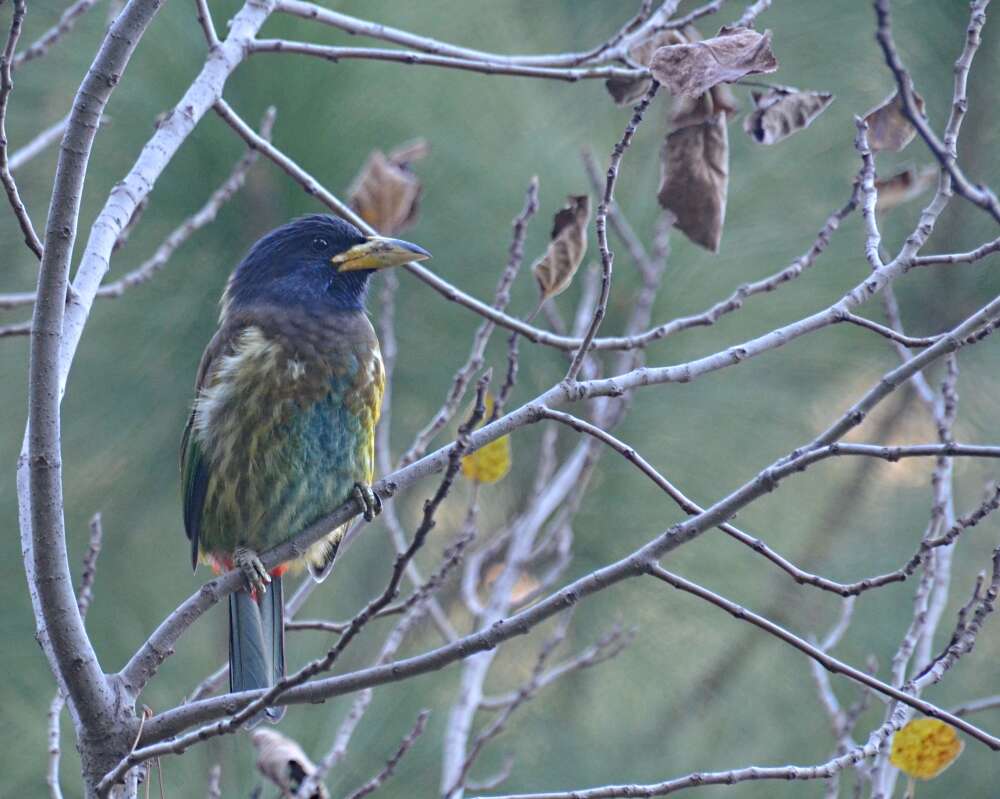 Image of Asian barbets