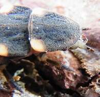 Image of common glow-worm