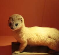 Image of Siberian Weasel