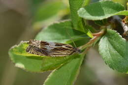 Image of Eucosma aspidiscana