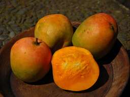 Image of Mango