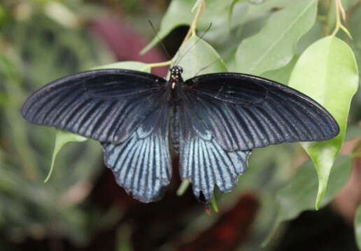 Sivun Papilio memnon Linnaeus 1758 kuva