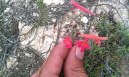 صورة Hedeoma ciliolata (Epling & W. S. Stewart) R. S. Irving