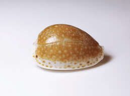 Image of separated cowry (from spurca and gangranosa)