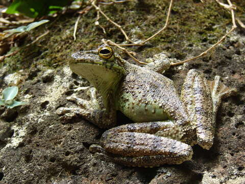 Image of Itapotihyla Faivovich, Haddad, Garcia, Frost, Campbell & Wheeler 2005