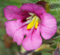 Image of compact monkeyflower