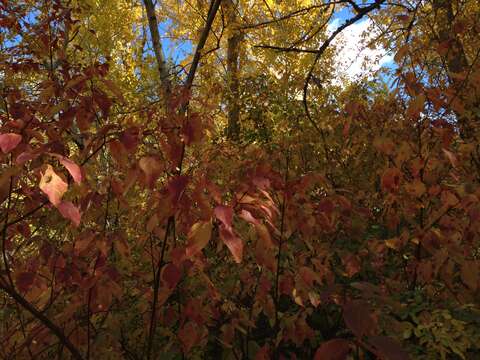 Image of redosier dogwood