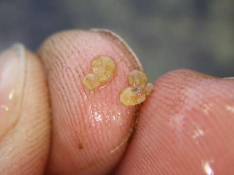 Image of Fat Duckweed