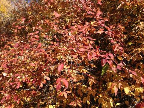 Imagem de Cornus sericea L.