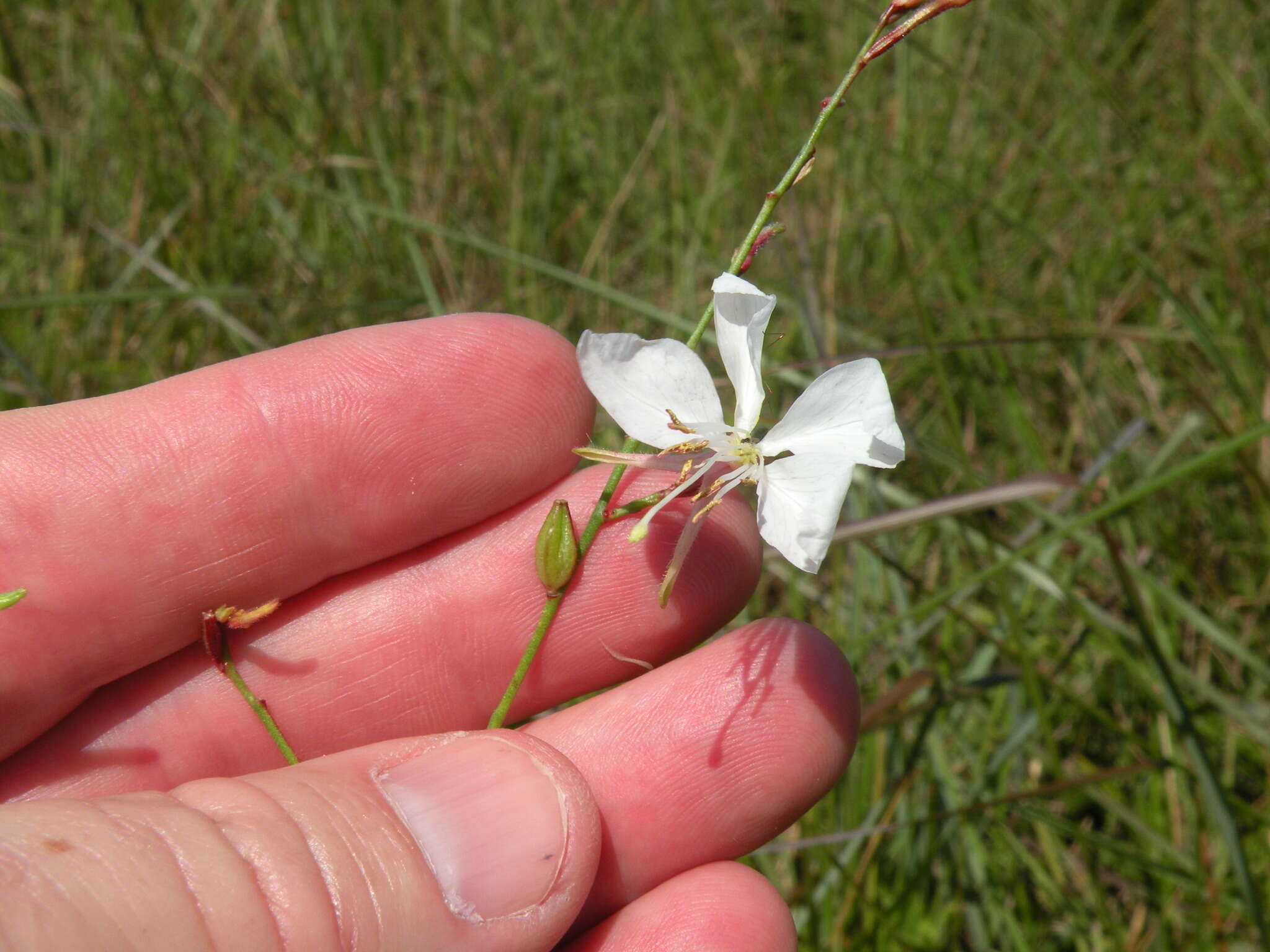 Image of Lindheimer's beeblossom