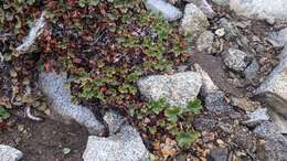 Image de Heuchera elegans Abrams