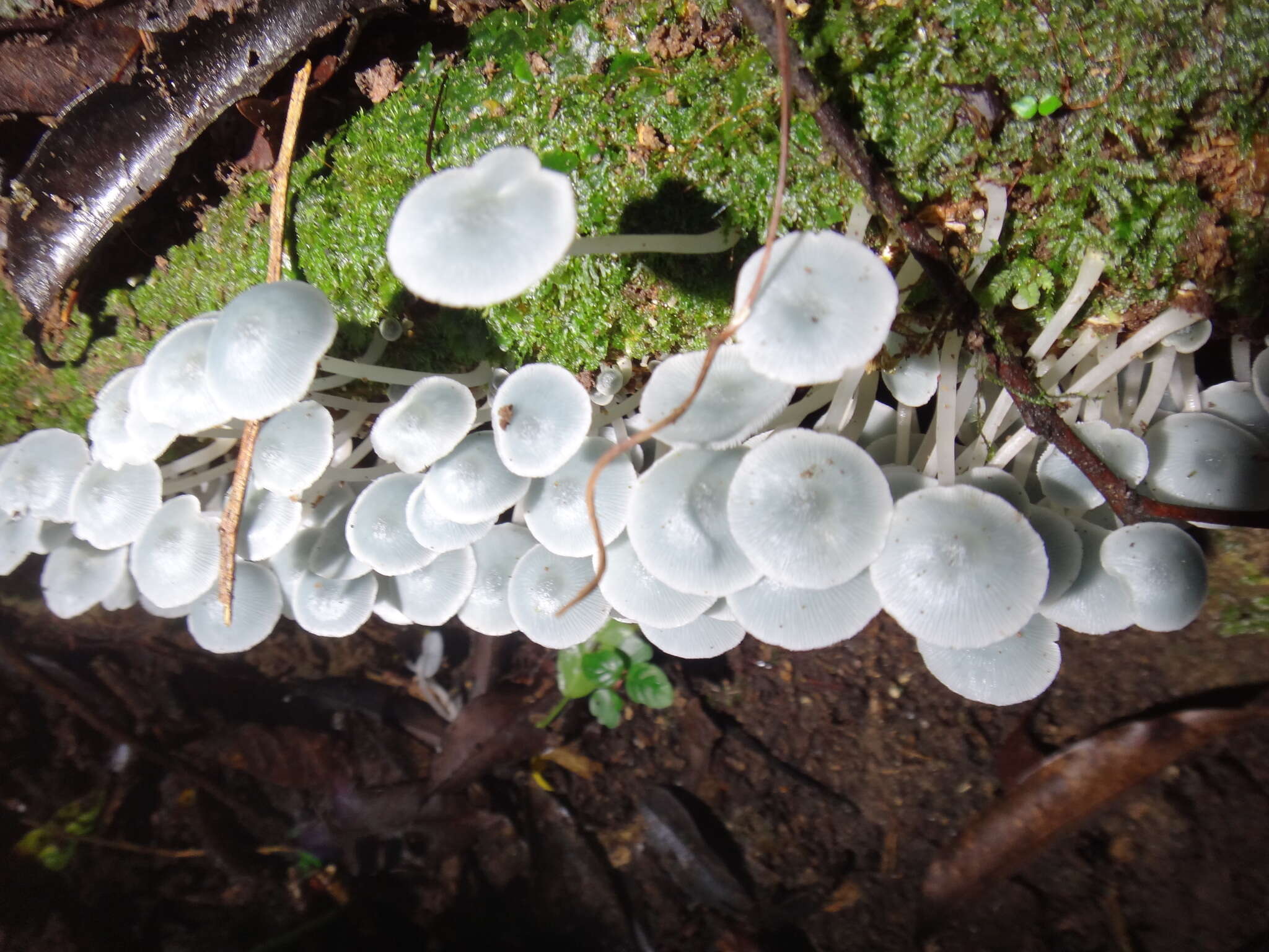 Clitocybula azurea Singer 1973 resmi