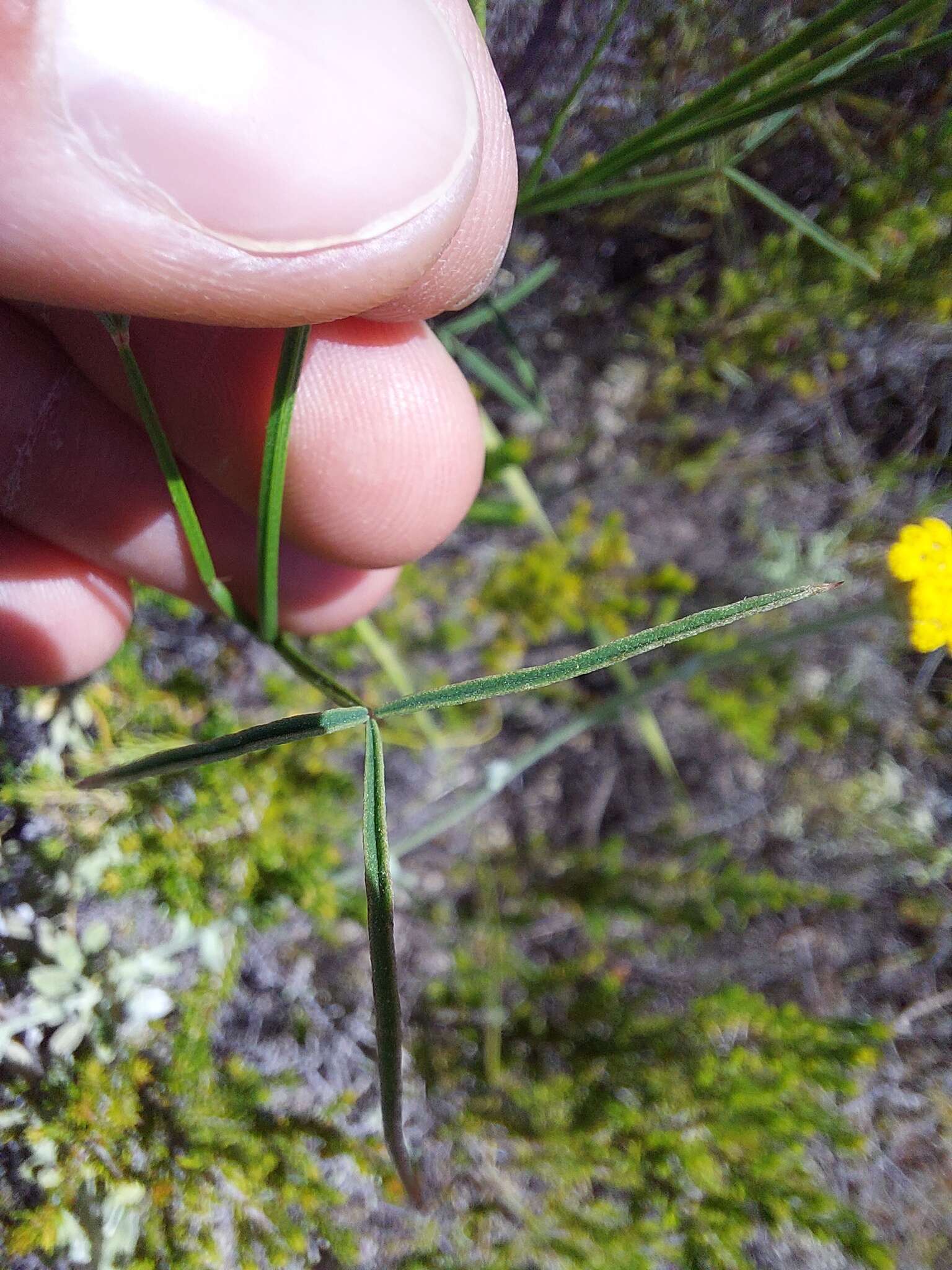 Plancia ëd Indigofera triquetra E. Mey.