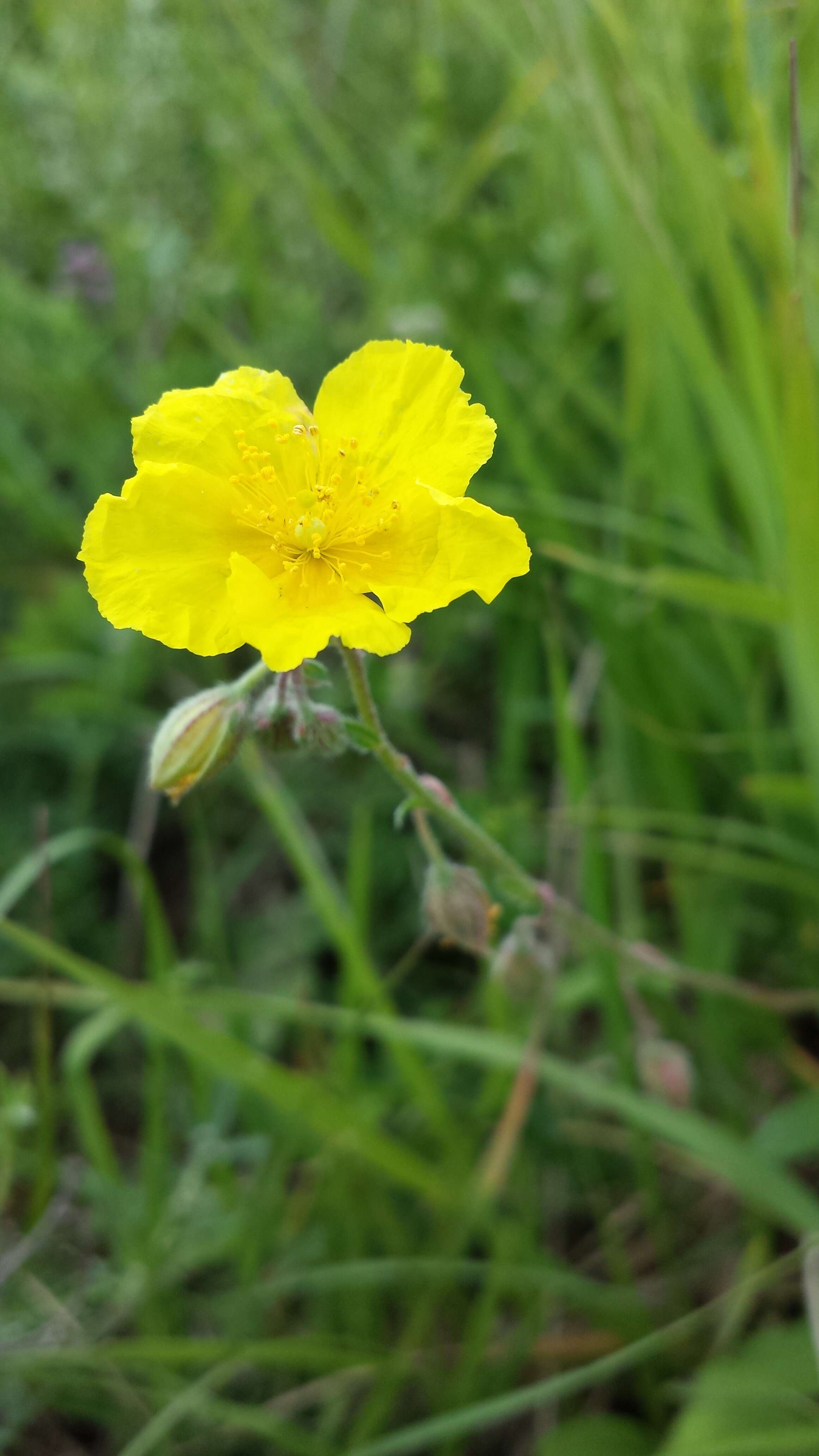 Image of Common Rock-rose