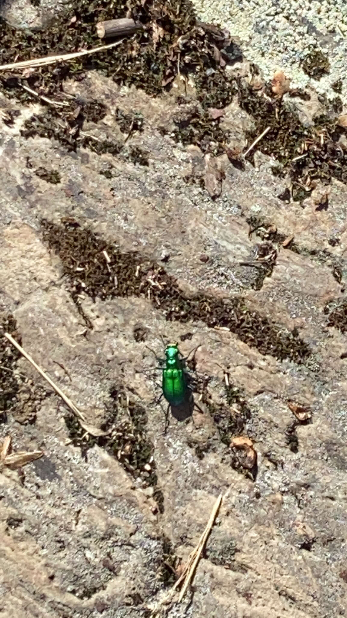 Imagem de Cicindela (Cicindela) denikei Brown 1934