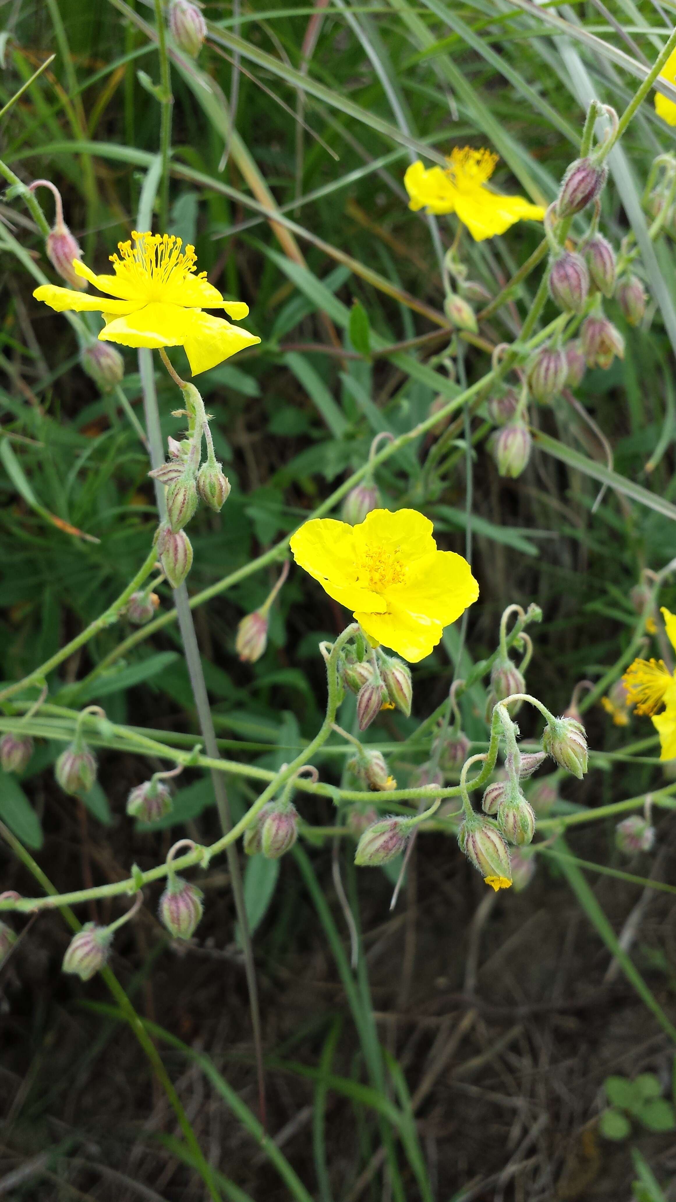 Image of Common Rock-rose