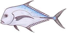 Image of Indian threadfish