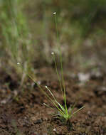 Sivun Eriocaulon decemflorum Maxim. kuva