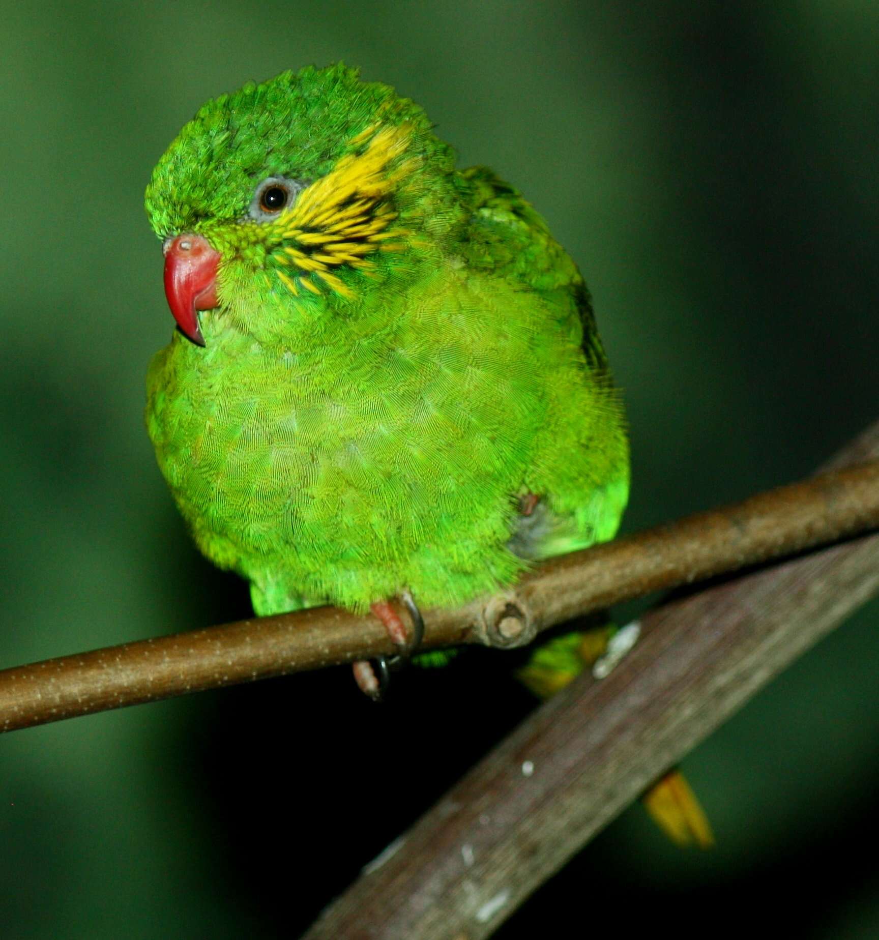 Image of Charmosyna Lorikeets