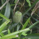 Image of Aechmea pectinata Baker