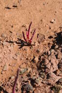 Image of Salicornia rubra A. Nelson