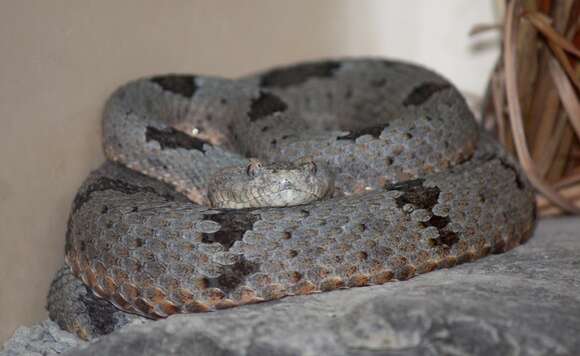 Crotalus lepidus (Kennicott 1861) resmi