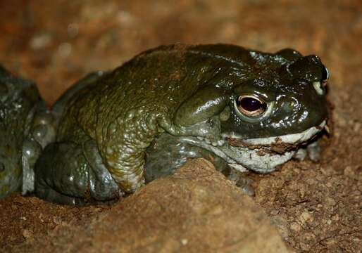 Image of Colorado River Toad Sonoran Desert Toad