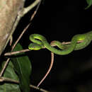 Image of <i>Trimeresurus sabahi buniana</i>